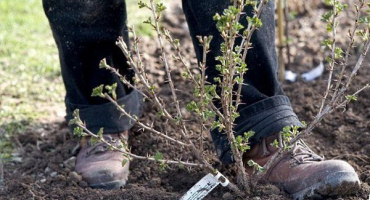 Jak se starat o angrešt na jaře?